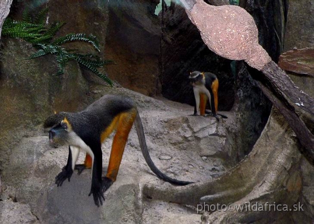 congo wolf 8.jpg - Wolf's Guenon (Cercopithecus wolfi).